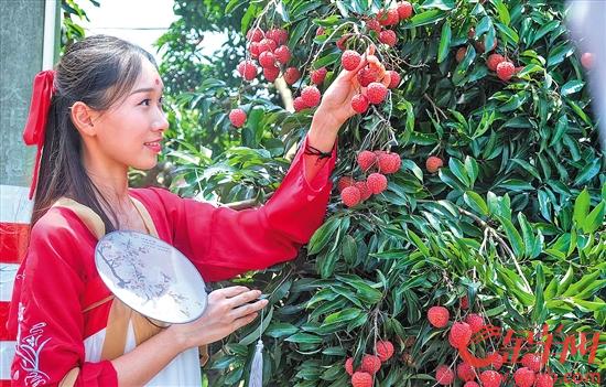 青青河畔草，郁郁园中荔。娥娥红粉妆，纤纤出素手 羊城晚报全媒体记者张豪摄