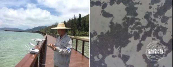 △图为无人机摸查海草床面积漫衍情形