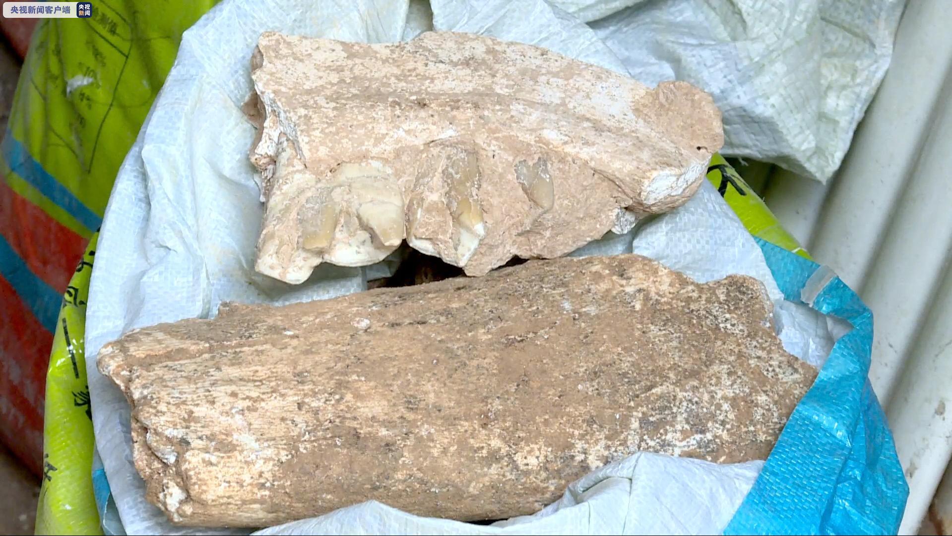 陕西警方打掉一盗掘古脊椎动物化石犯罪团伙