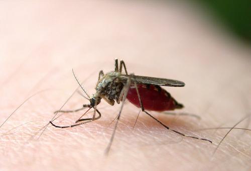 云南宣告实现消除疟疾