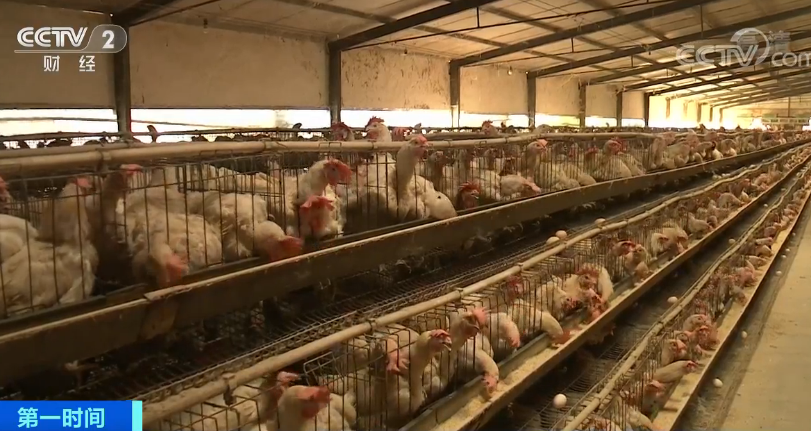 鸡蛋价格降了!6月蛋价还能“蛋”定吗