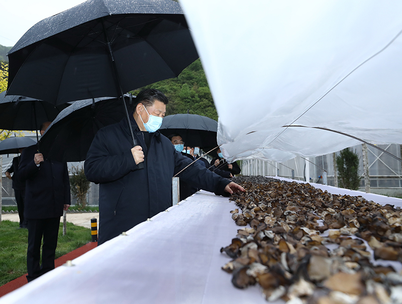 △ 4月20日,习近平在陕西商洛市柞水县小岭镇金米村,领会该村生长木耳家当情形。
