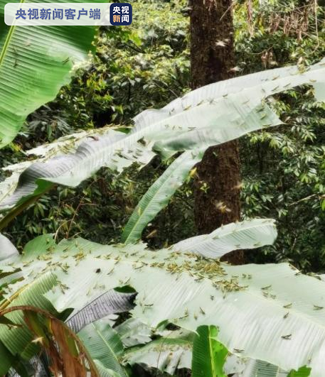 黄脊竹蝗入侵云南普洱市  累计发生面积近10万亩