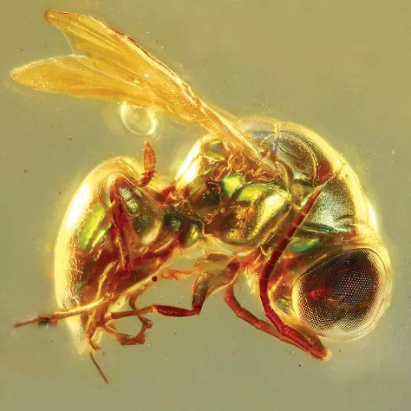 带彩色琥珀有什么好处,带彩色琥珀有什么好处和坏处