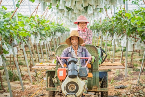 图为香风翡翠青提特约供货基地——华侨庄园的工人