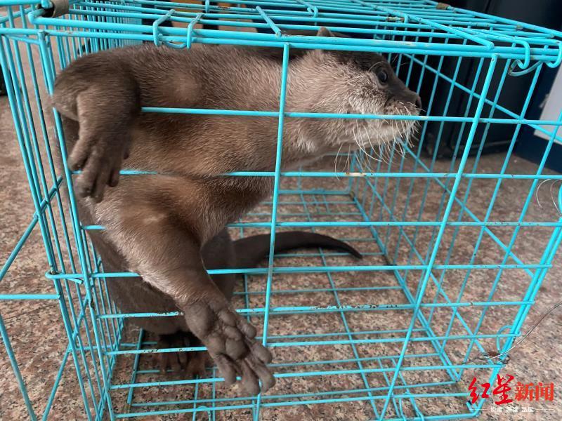 被解救的水獭