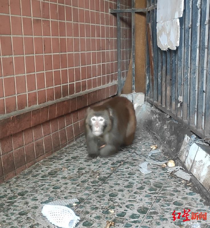 被解救的猕猴