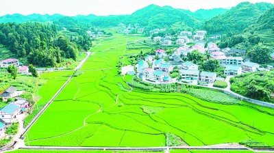 平南大新镇新岭村总人口_平南大新镇