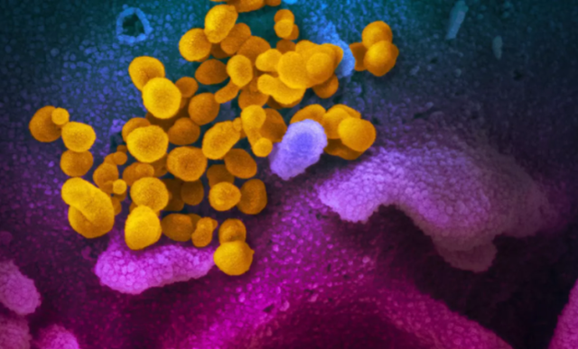 什么叫做变异新冠病毒 8570-ivwfwmn9496485.png