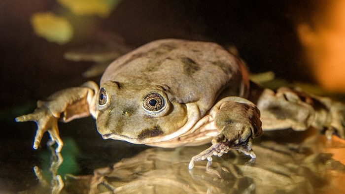 研究称的的喀喀湖的“阴囊蛙 ”已严重濒危