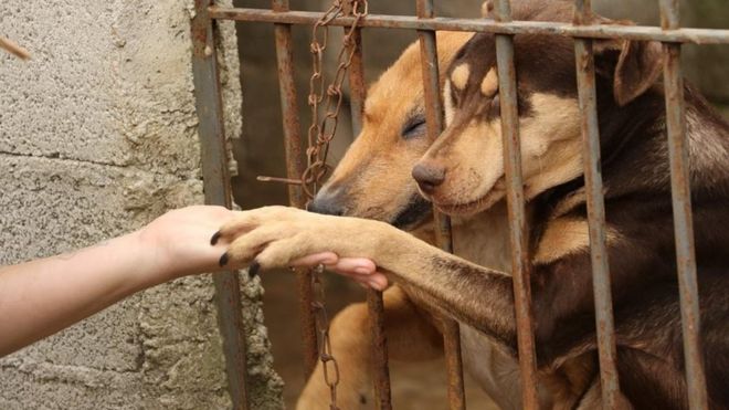 巴西疫情恶化致宠物弃养数猛增五倍 引发一系列问题