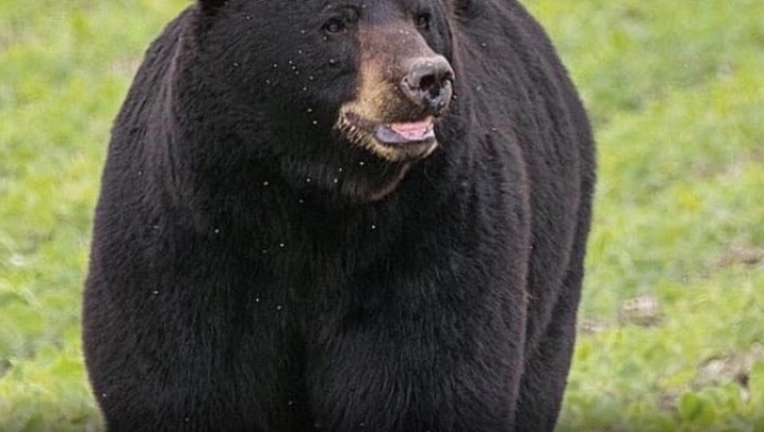 新科普|“黑熊为脱单徒步650公里”爆红，复旦专家：它可能只是爱冒险
