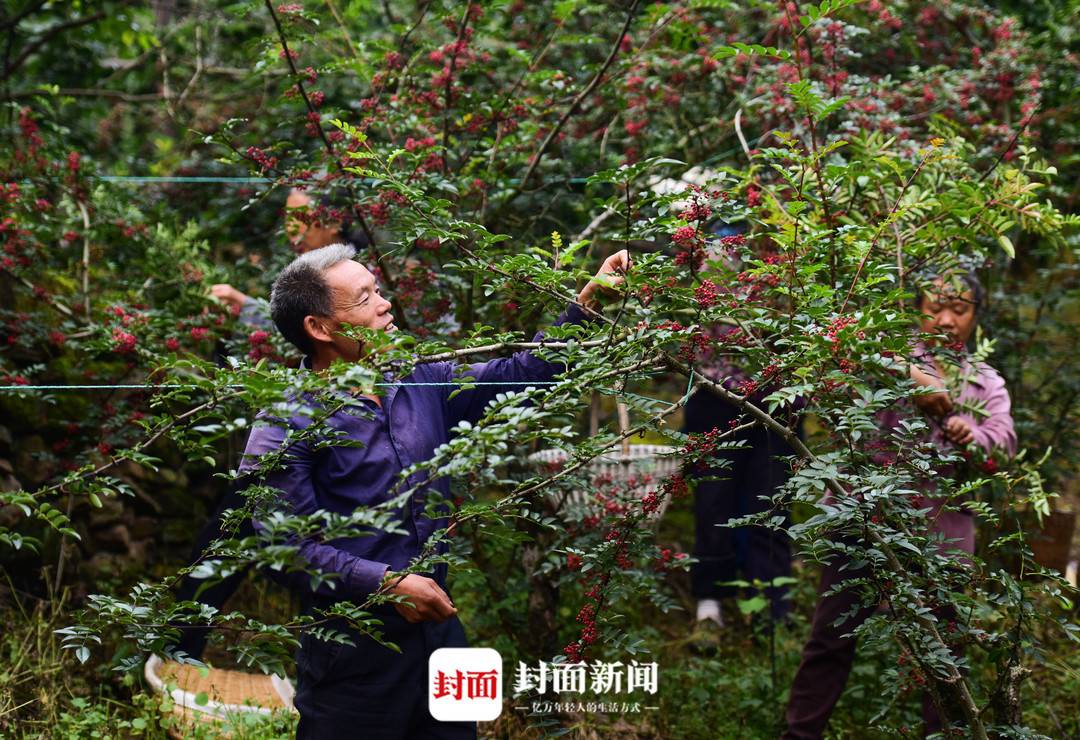 抢农时采花椒满手是伤 四川椒农:麻味不够就抿下手指