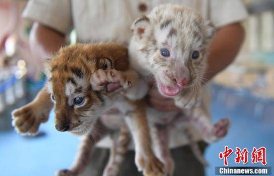 山东省济南野生动物世界金虎白虎双胞胎与游客见面。