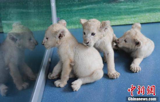 山东省济南野生动物世界三胞胎小白狮与游客见面，小白狮活泼调皮，十分可爱。