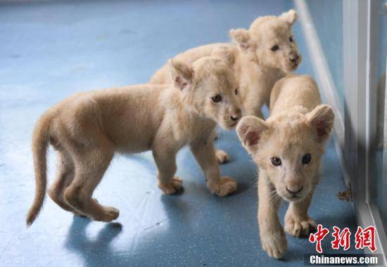 山东省济南野生动物世界三胞胎小白狮与游客见面。