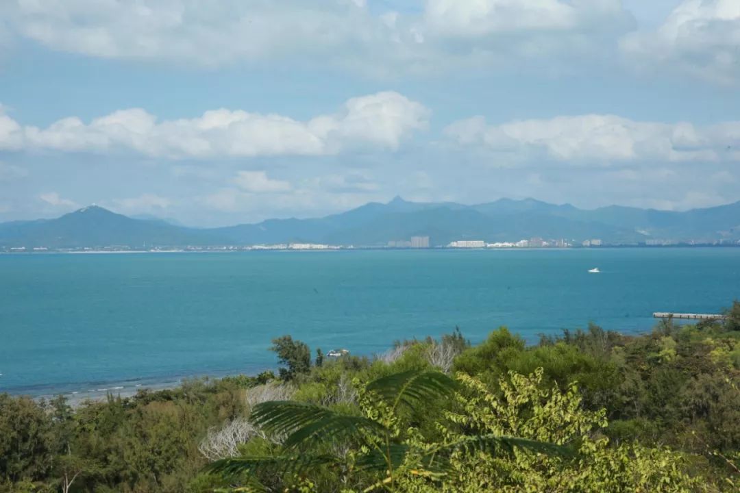红木棉丨东瑁洲岛记
