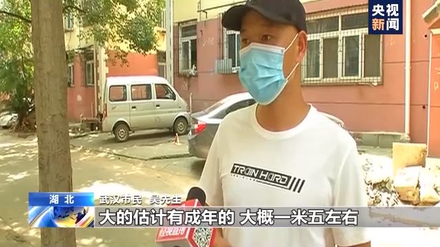 罕见!仅剩一千多头的长江江豚在武汉成群“露脸”