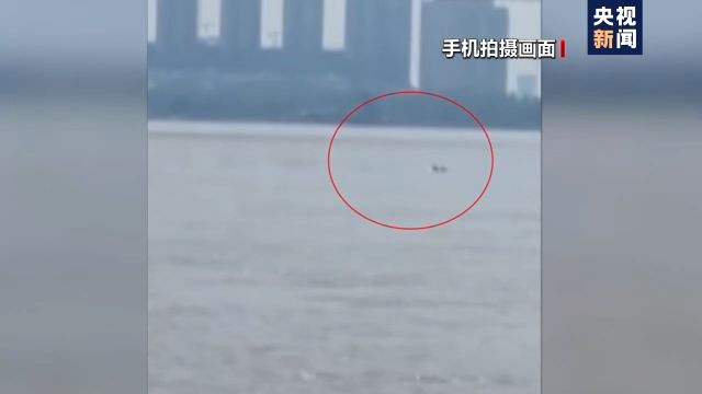罕见!仅剩一千多头的长江江豚在武汉成群“露脸”