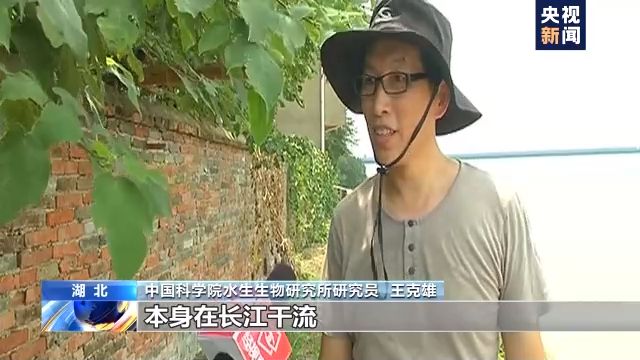 罕见!仅剩一千多头的长江江豚在武汉成群“露脸”