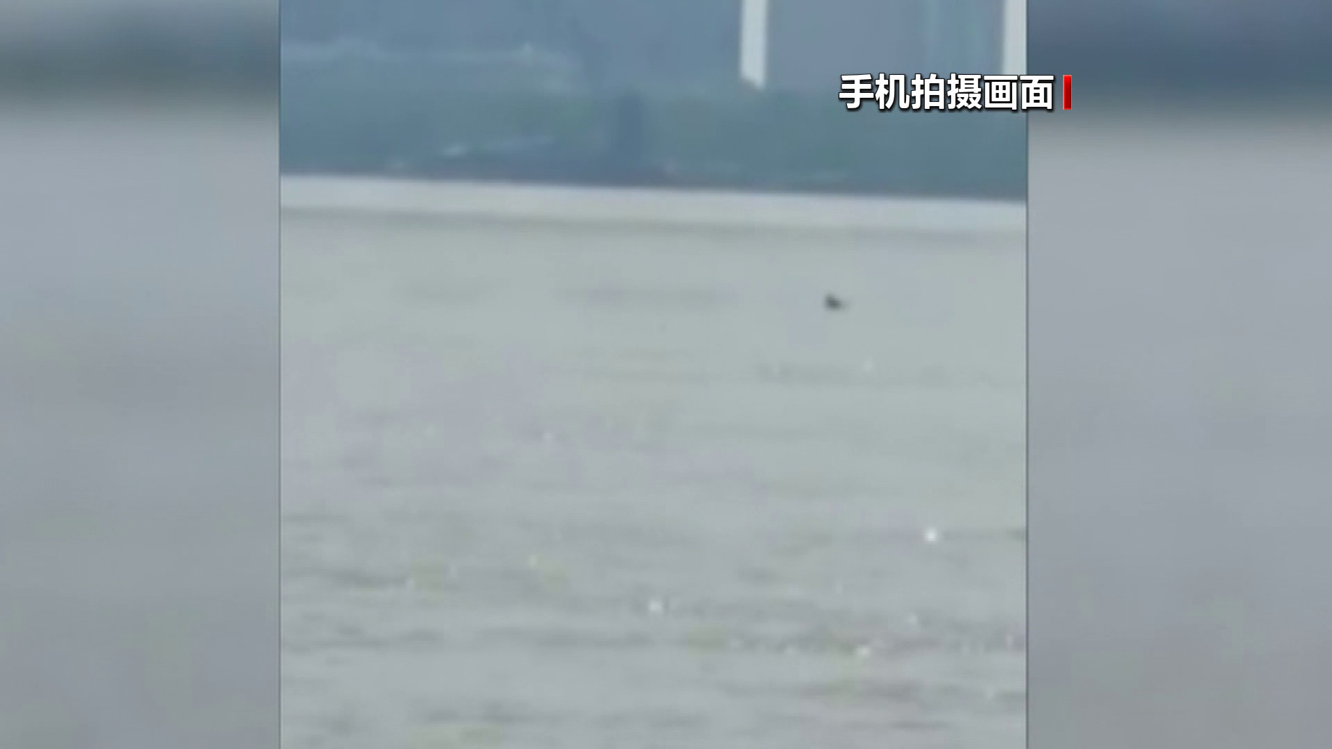 罕见!仅剩一千多头的长江江豚在武汉成群“露脸”