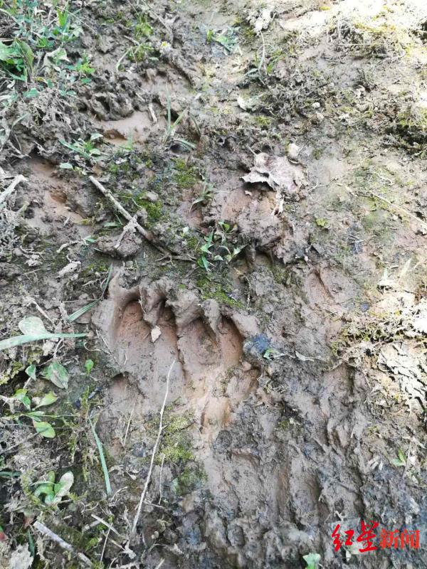 四川山村“野猪成灾” 村民庄稼受损申请补偿遇尴尬