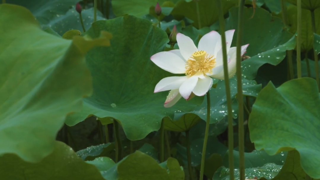 节气vlog | 卫老师说处暑:离离暑云散,袅袅凉风起……