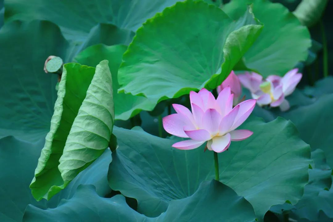 怪你过分美丽,让我如此相思
