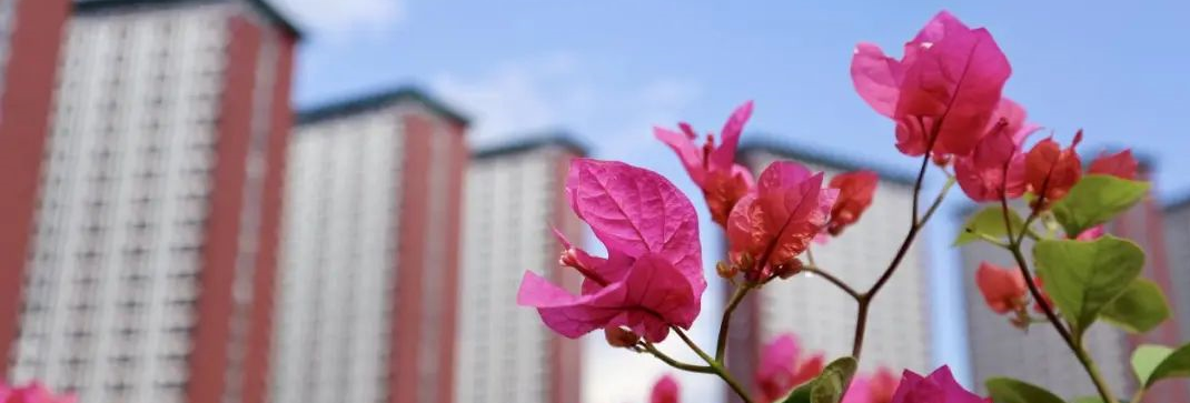 万人奋战八百天,百年大学迎新校园——深圳校区首批交付项目顺利完成竣工验收
