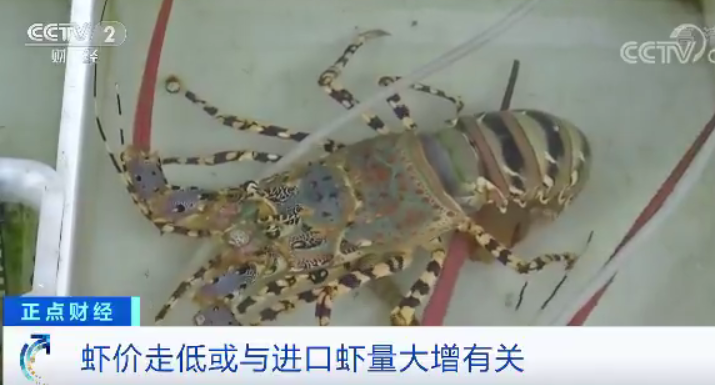 急跌!国产虾价格“对半砍”,这是为虾米呢?