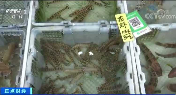 急跌!国产虾价格“对半砍”,这是为虾米呢?