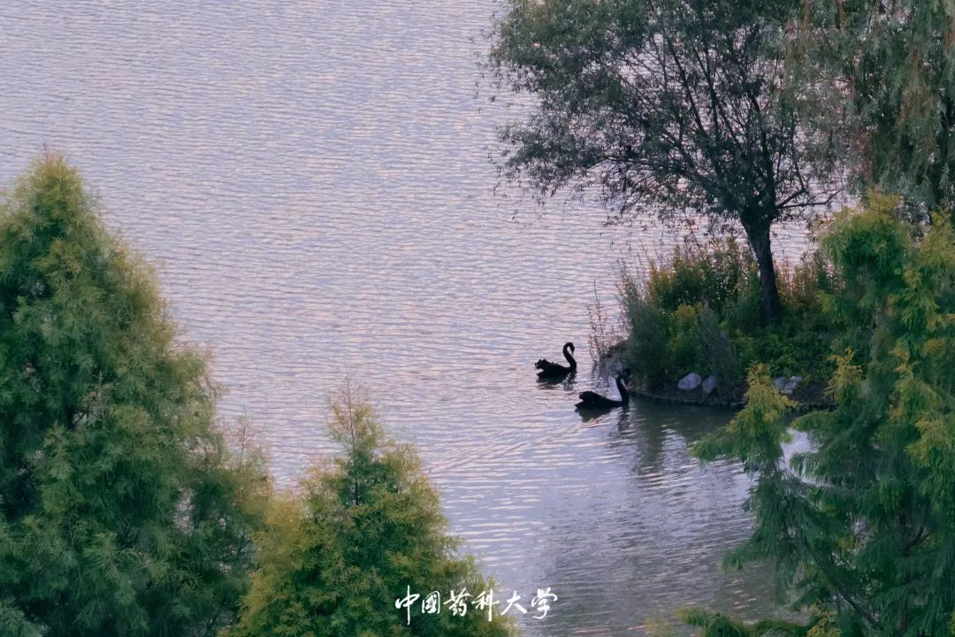 2020新生开学攻略(一)|巍巍药大,与你初见