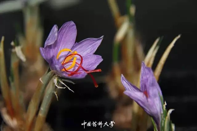 2020新生开学攻略(一)|巍巍药大,与你初见
