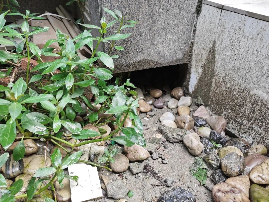 上海松江某小区，保安曾指认墙基的洞里生活着一窝貉。（武亦乾 摄）