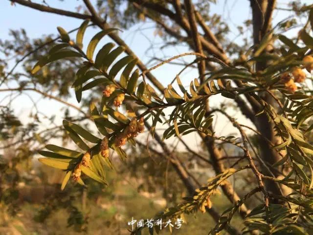 2020新生开学攻略(一)|巍巍药大,与你初见