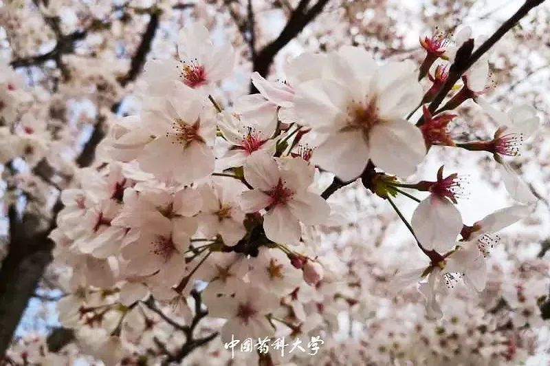 2020新生开学攻略(一)|巍巍药大,与你初见