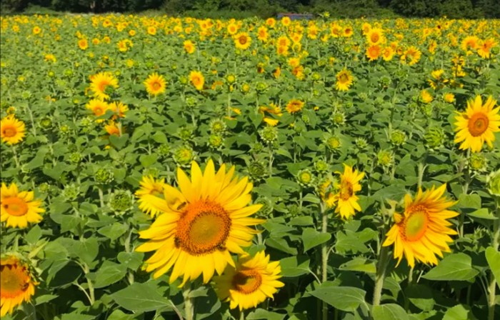 威斯康星州一位农民种植了0多万株向日葵希望为游客带来欢乐 手机新浪网