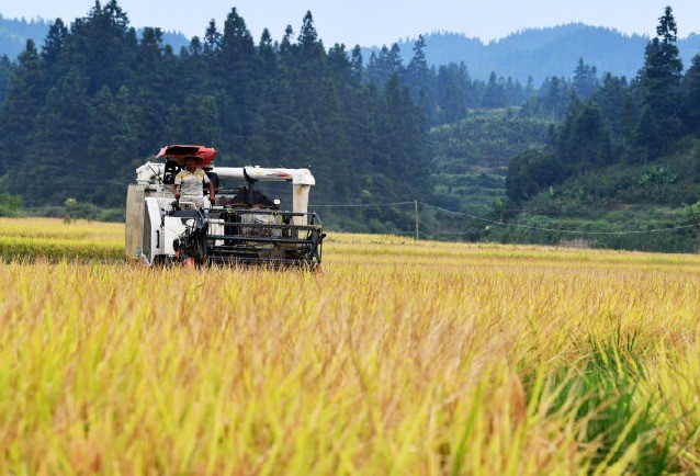 国家粮食和物资储备局：今年秋粮有望再获丰收