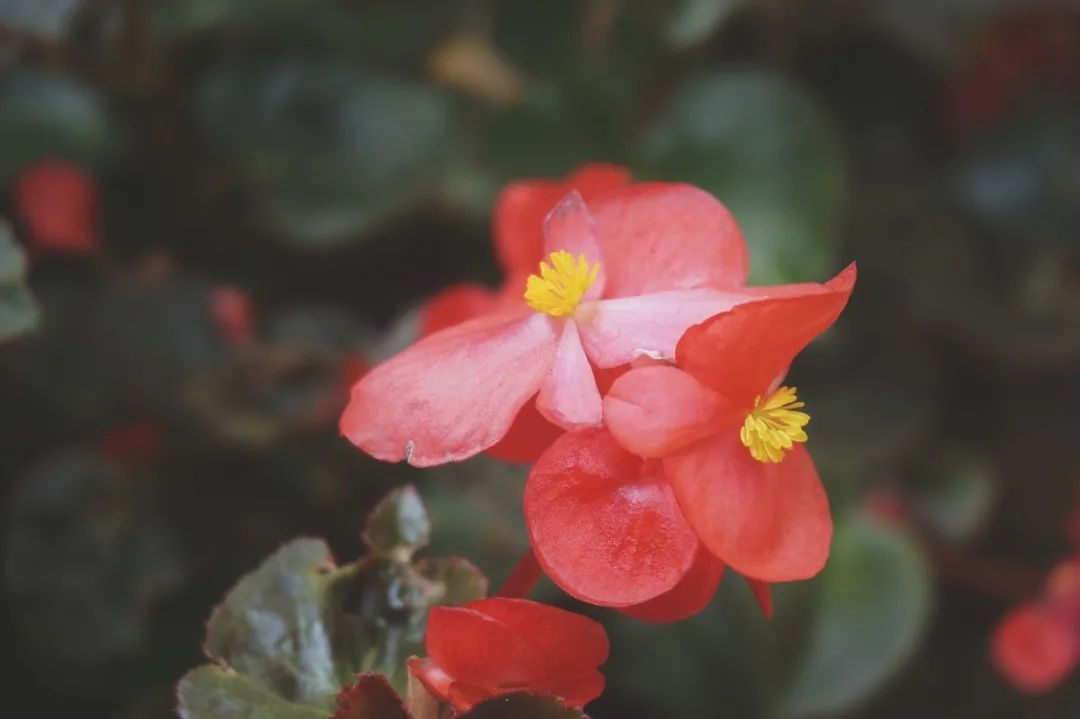 (温雷蕾摄)