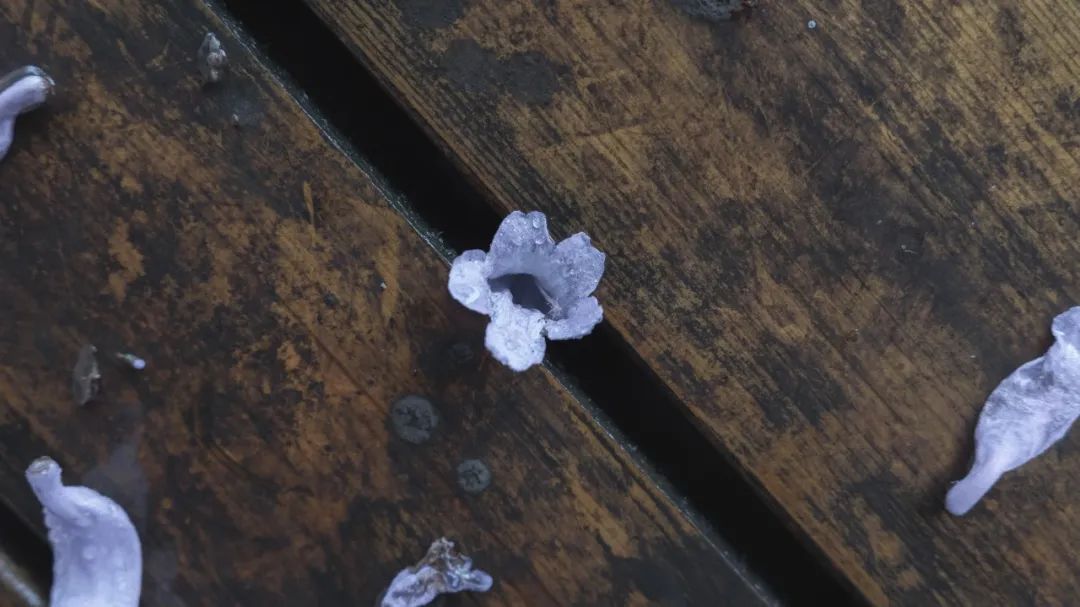 辰范欣(摄)。
