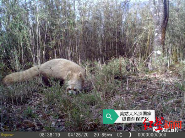 四川发现全球首例白化小熊猫(图)