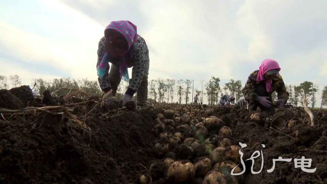黑龙江经济作物总量_黑龙江地图(2)