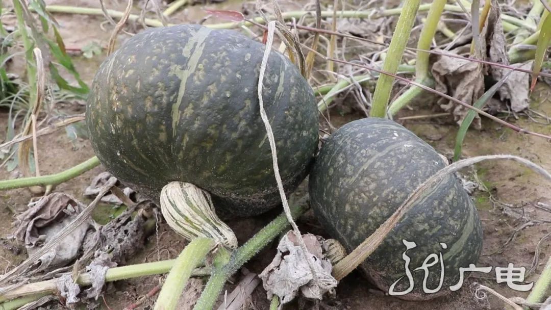 黑龙江经济作物总量_黑龙江地图