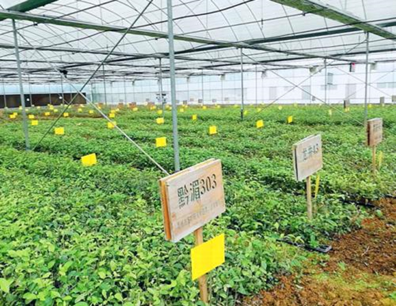 2020年湄潭经济总量_湄潭翠芽图片(2)