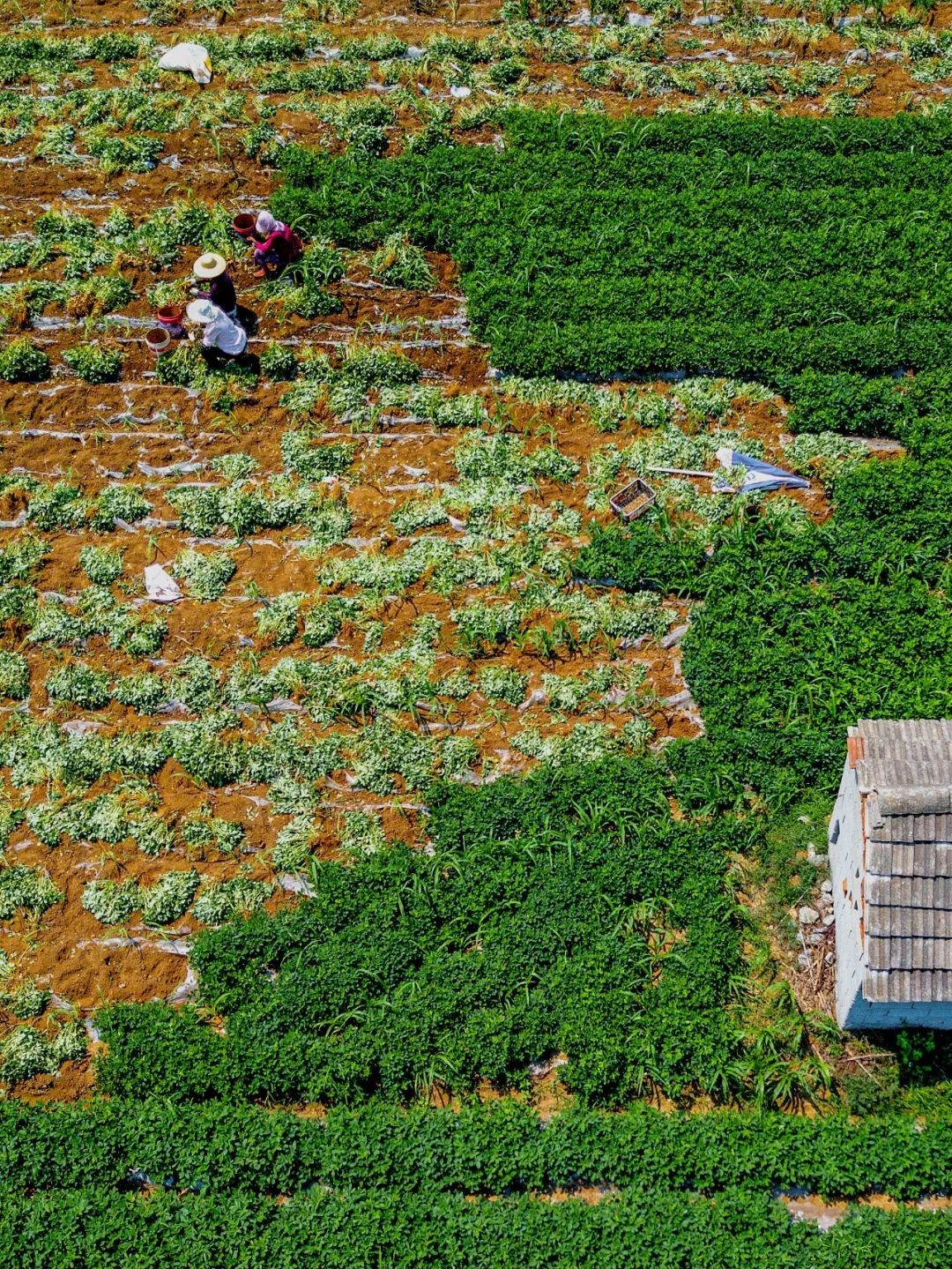 ▲ 江苏徐州贾汪区的红米花生到了收获季节。摄影/郑舟