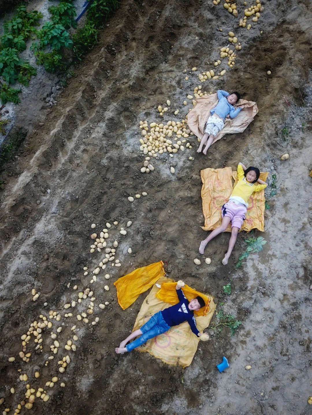 ▲ 广州市增城小楼镇小孩在开心地收土豆。摄影/卢文