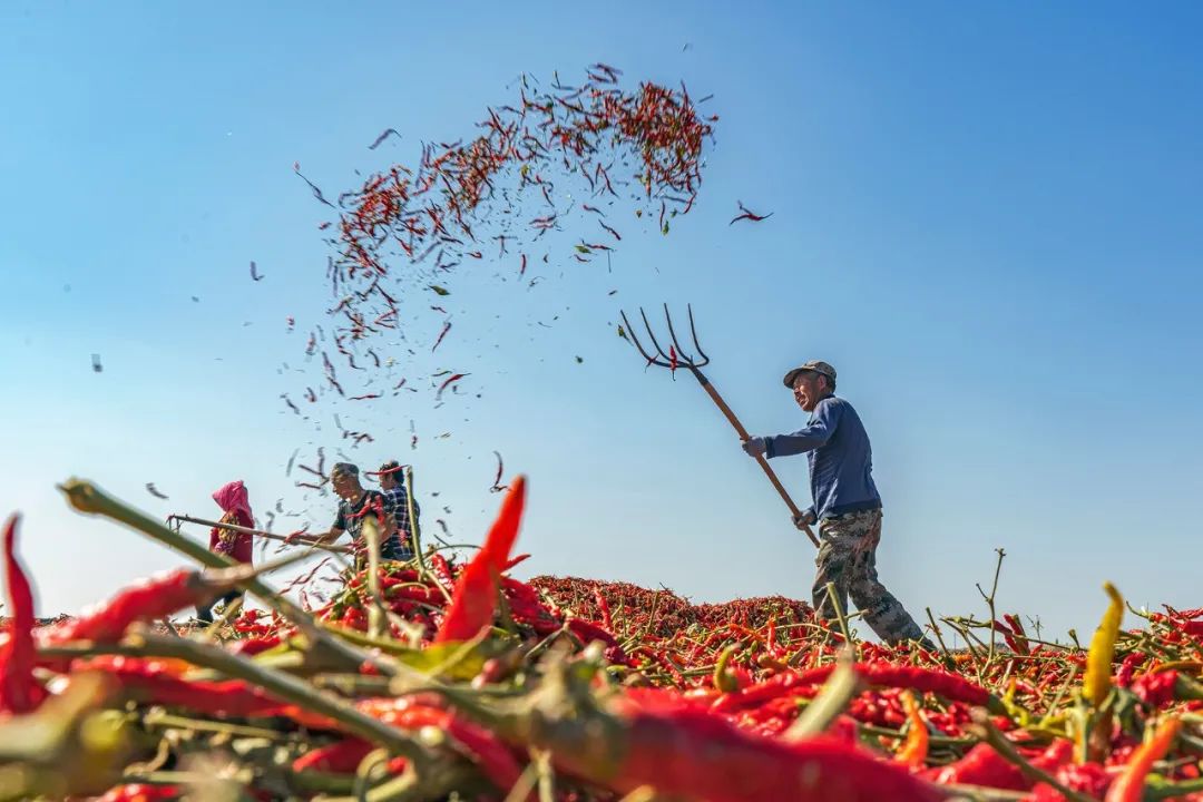 ▲ 新疆塔城沙湾县的农民正在晾晒辣椒。摄影/张永锋