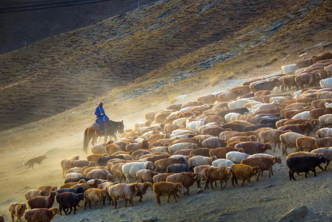 ▲ 新疆阿勒泰，哈萨克牧民赶着牛羊群进行秋季转场。图/视觉中国