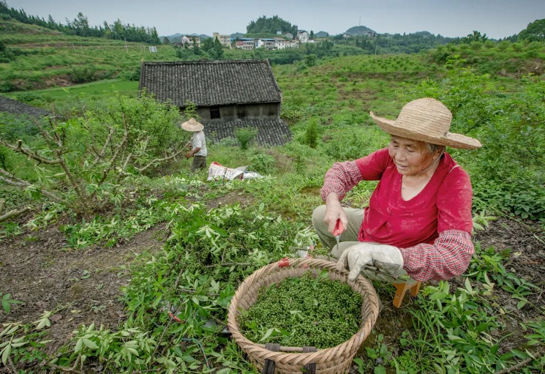 ▲ 四川南充市西充县的农民在采摘青花椒。图/视觉中国