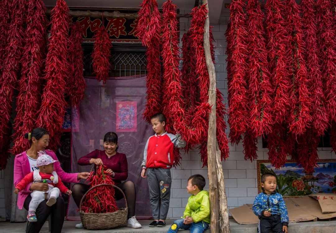 ▲ 陕西宝鸡市陇县农家院的辣椒丰收图景。摄影/左雪兰